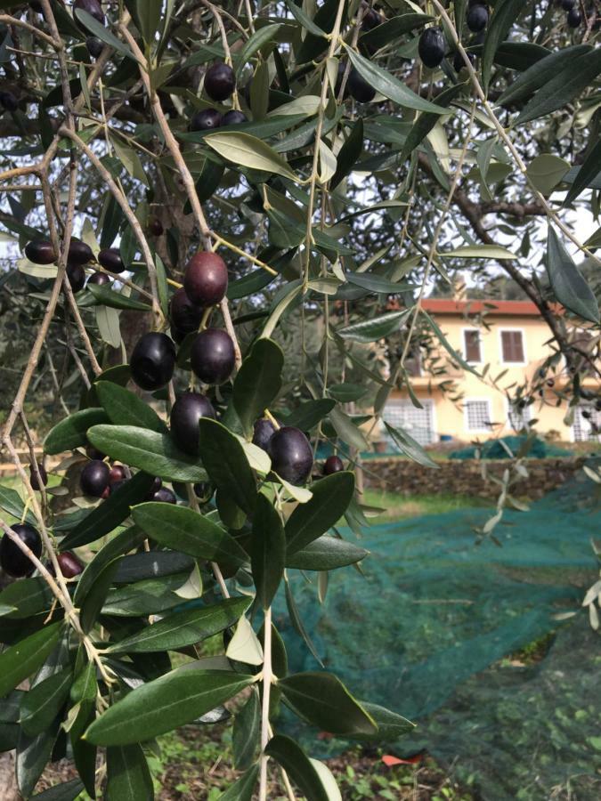 Agriturismo Oltrealmare Civezza Экстерьер фото
